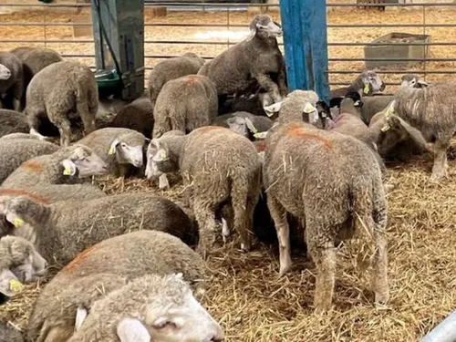 L'abattoir de Dreux pris d'assaut depuis dimanche
