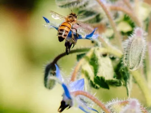 Le Pays de Fontainebeau pense aux abeilles