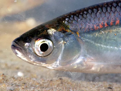 Mieux vaut ne pas manger les poissons pêchés dans le sud de l'Oise