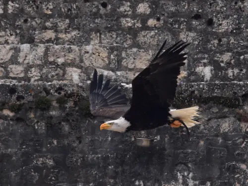 Les rapaces de Provins ne sont pas les bienvenus sur le parcours de...
