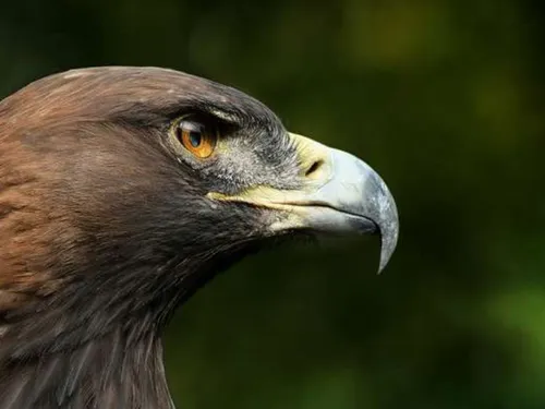 Les animaux à la fête médiévale de Brie-Comte-Robert, c'est fini !