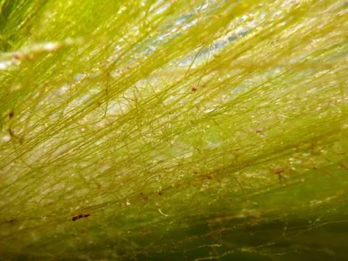 Les autorités se montrent rassurantes sur les algues vertes...