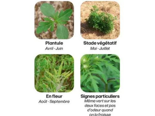 En Eure-et-Loir, lutter contre l'ambroisie c'est possible