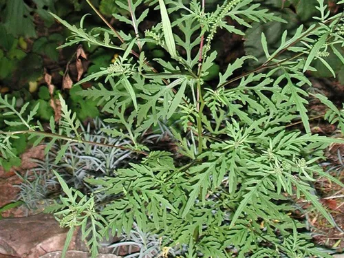 L'ambroisie est encore rare dans la Somme 