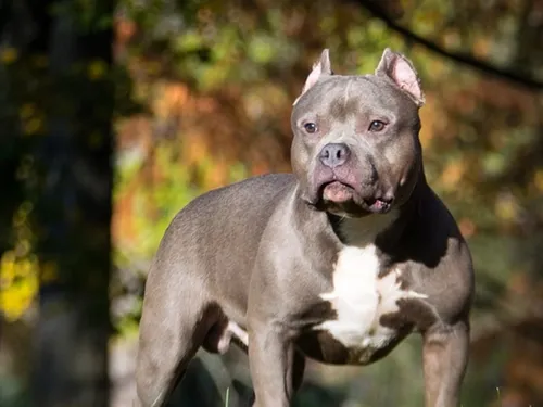 Chien mort flottant dans l'Oise : un appel à témoins lancé
