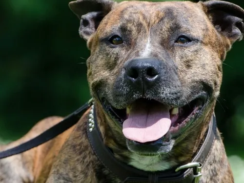 Une femme agressée par plusieurs molosses près de Rambouillet dimanche