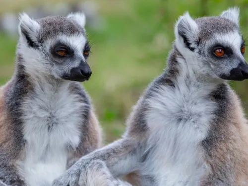 Plus de 1.200 Essonniens invités une journée au parc animalier de...