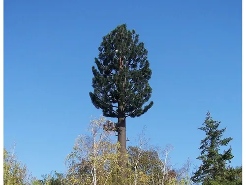 C'est l'arbre qui cache la 5G à Congis-sur-Thérouanne