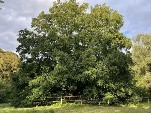 Le candidat des Hauts-de-France à l'« Arbre de l'année » n'a rien à...