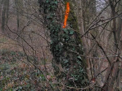Des arbres bientôt abattus près des étangs de Commelles