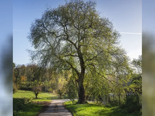 Un orme de Crouy-sur-Ourcq désigné plus bel arbre d'Île-de-France