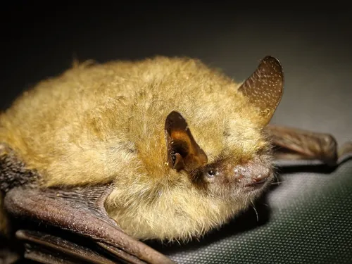 Les chauve-souris euréliennes, stars de la nuit 