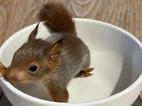 Un animal sauvage bientôt remis en liberté dans le parc du château...