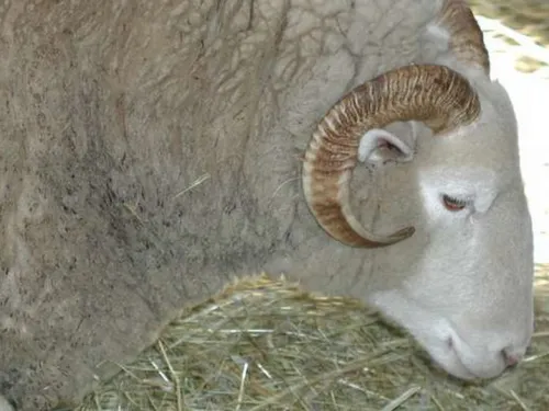 Les éleveurs des Hauts-de-France touchés par la fièvre catarrhale...