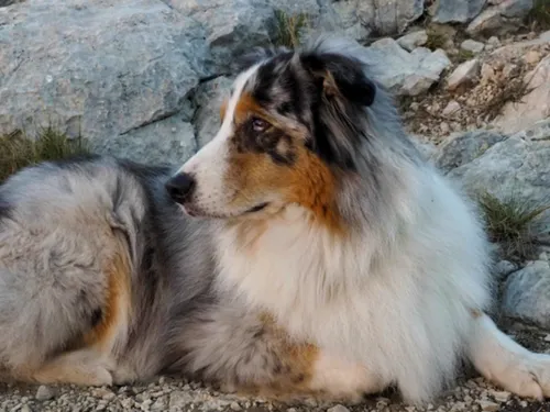 Les Euréliens adorent le Berger Australien