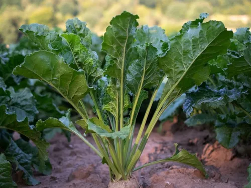 Une soixantaine de projets prévus sur des terres agricoles des...