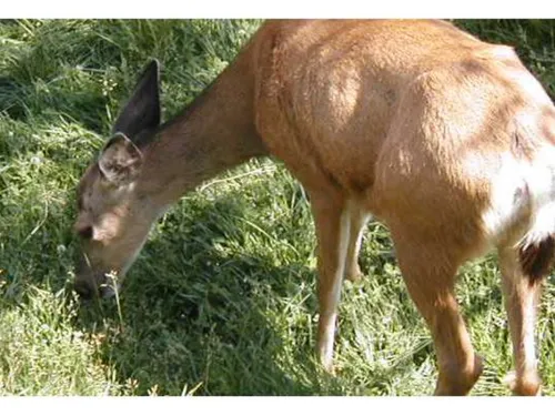 Jeux olympiques : une biche vole la vedette aux sportifs au château...