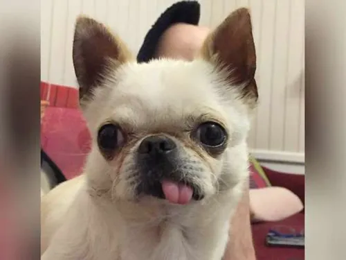 Une récompense de 1.000 euros pour retrouver Brigand, chihuahua...