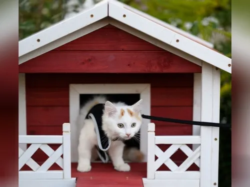 Chartres lutte contre la multiplication des chats errants