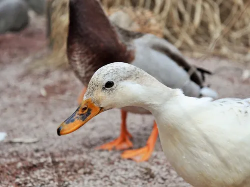 Les élevages de canards se préparent contre la grippe aviaire dans...