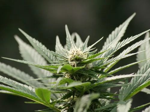 Oise : condamnés pour avoir jeté un sac de cannabis