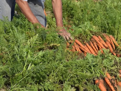 Il y a des jobs dans l'agriculture pour les jeunes en Eure-et-Loir