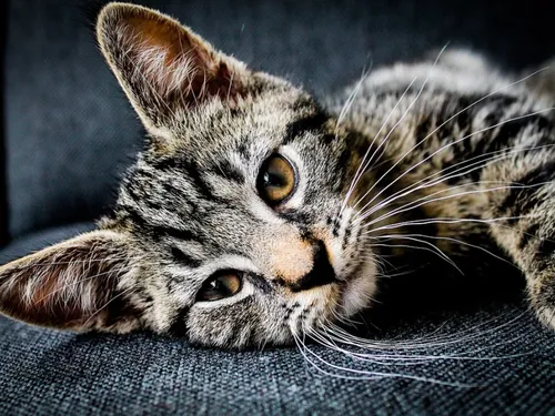 Plus d’un Seine-et-Marnais sur trois trouve sa commune accueillante...