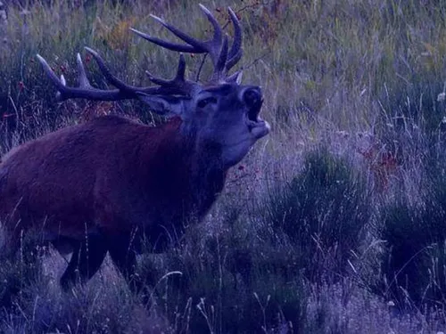 Le brame du cerf, un événement qui n'est pas sans risque dans l'Oise 
