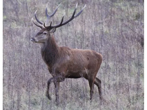 Yann Arthus Bertrand porte plainte après l'irruption de chiens de...