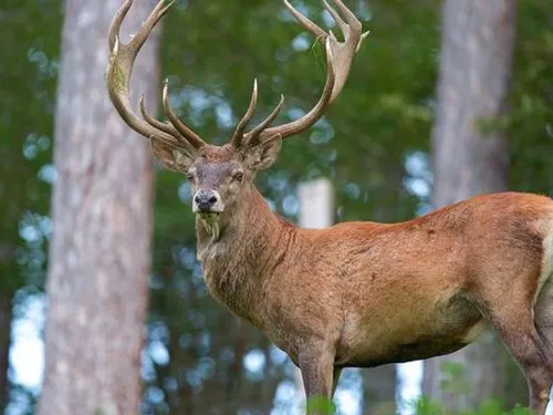 Des cerfs ont élu domicile sur une parcelle entre Vernouillet et...