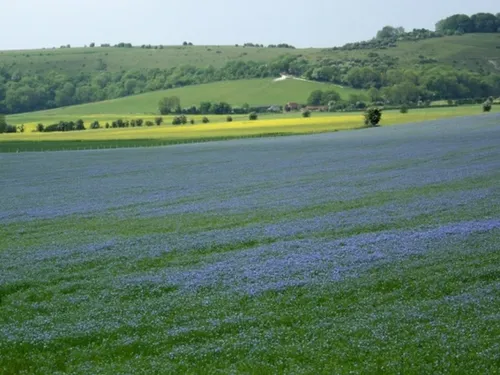 Les producteurs de lin oléagineux soutenus en Eure-et-Loir