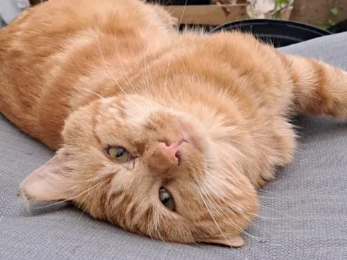 Les abandons d'animaux explosent en Île-de-France