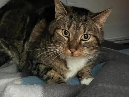 À Poulainville, les animaux ont besoin de couvertures