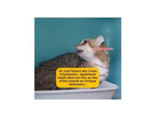 Vive émotion autour d'une vidéo tournée à la fourrière de...