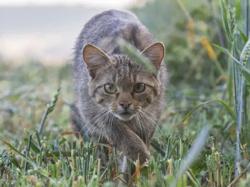 Une étude lancée pour mieux connaître (et protéger) le chat...