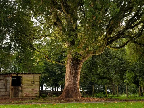 Les Hauts-de-France ont leur candidat au titre d'arbre de l'année...