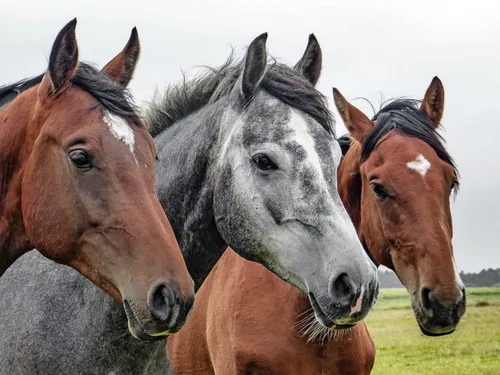 Un inquiétant virus s'attaque aux chevaux en Île-de-France