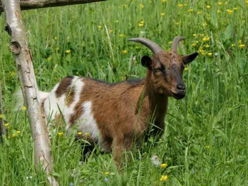 Les chèvres, armes contre les espèces invasives à Crépy-en-Valois 