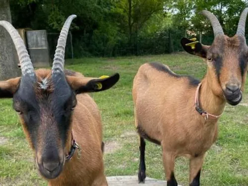 Saint-Sauveur-sur-École : La ferme pédagogique privée n'a plus...