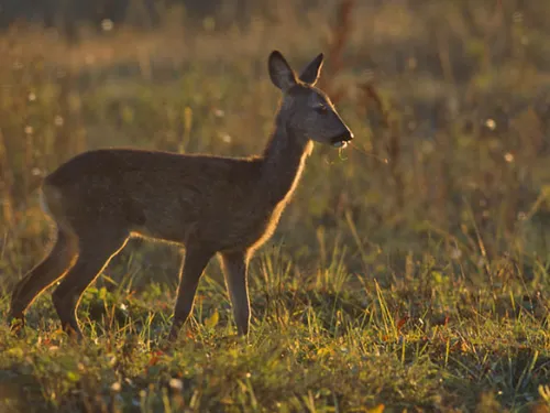 Chartres Métropole a recensé les animaux... pour leur bien