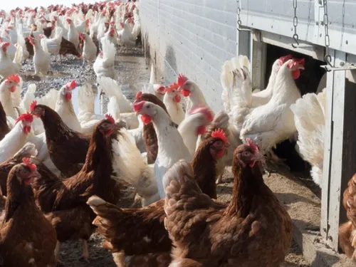 La grippe aviaire aux portes de l'Eure-et-Loir