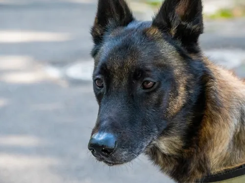 Le maire de Magnanville engage un maître-chien pour sécuriser le...