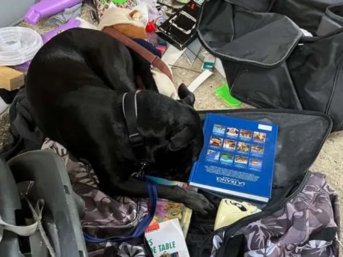 Un chien abandonné comme un jouet à Nanteuil-lès-Meaux