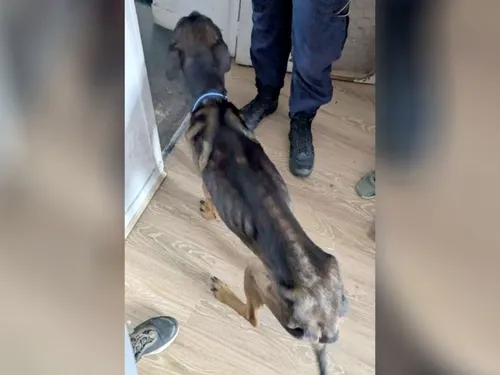 Un chien sauvé de justesse dans un appartement d’Angerville