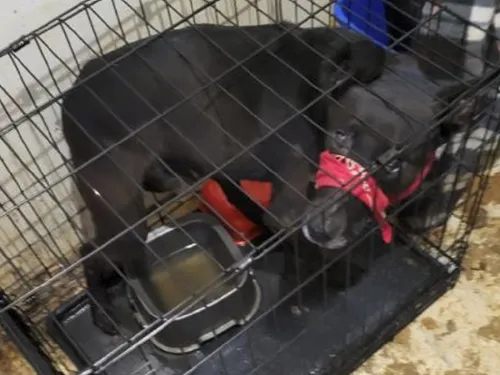 Amiens : les chiens portaient des traces de brûlures de cigarette