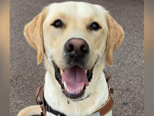 Des familles d’accueil pour les futurs chiens d’aveugle recherchées...