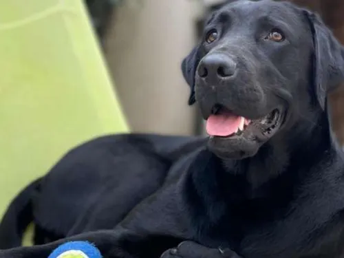 Chaumont-en-Vexin : un chien erre pendant une semaine en cherchant...