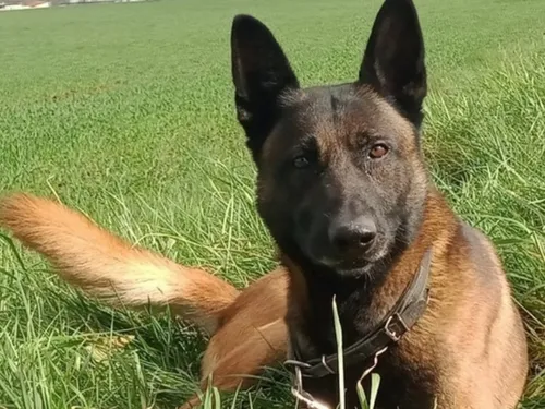 Une ancienne recrue des policiers seine-et-marnais pourrait vivre...