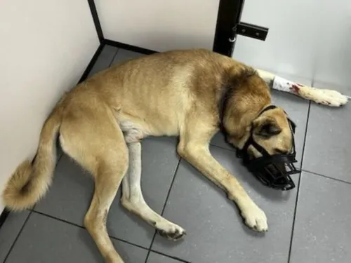 52 animaux maltraités découverts à Hermes