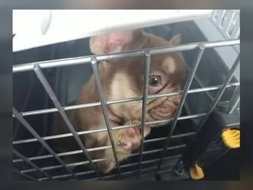 Les gendarmes confisquent 13 chiens à un Isarien 